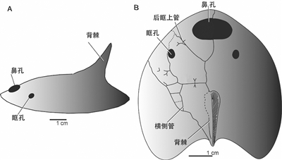 高棘四營魚：能抗能打的盔甲魚