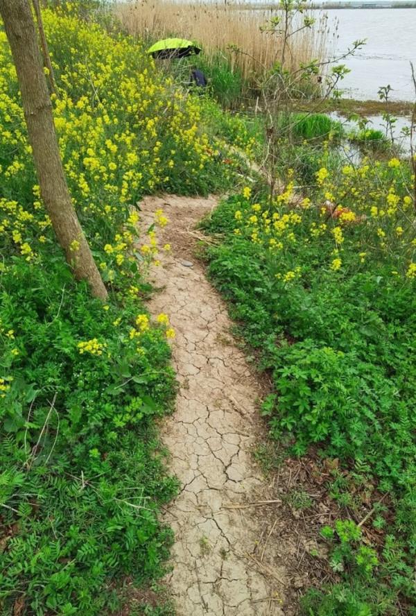 黃花錦簇白馬湖