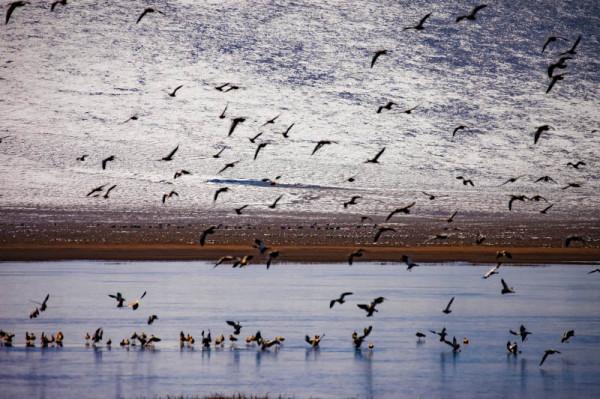 冬日青海成鳥的天堂