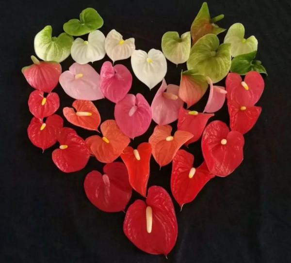 9種“勤勞花”，別名“天天開”，365天花不斷，也不怕累壞了