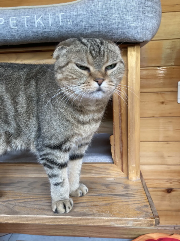 蘇格格|不出門可以做些什麼? 蘇格格|不出門可以做些什麼?