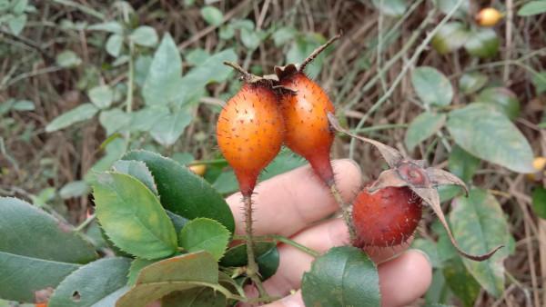 好多的金櫻子為何沒人摘，用它煮水的三大用途，好多人還不知道