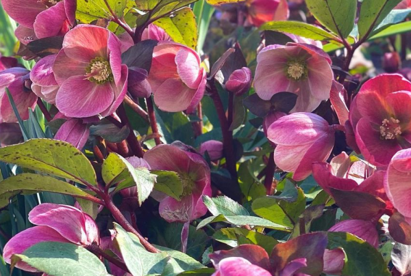 1種花名叫“聖誕玫瑰”，零下15度也能開花，花朵美豔多姿