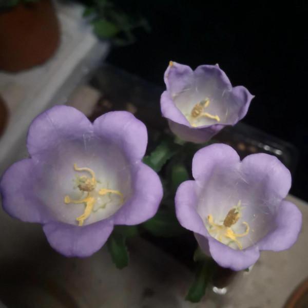 我在宿舍養植物 我在宿舍養植物