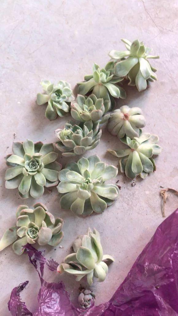 平時的“貴貨花”，路邊扔了一卡車，趕緊撿回家