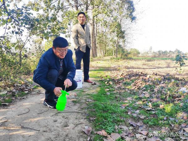 5元能配出高效草甘膦？農民應該瞭解的使用技巧，長效除草並不難