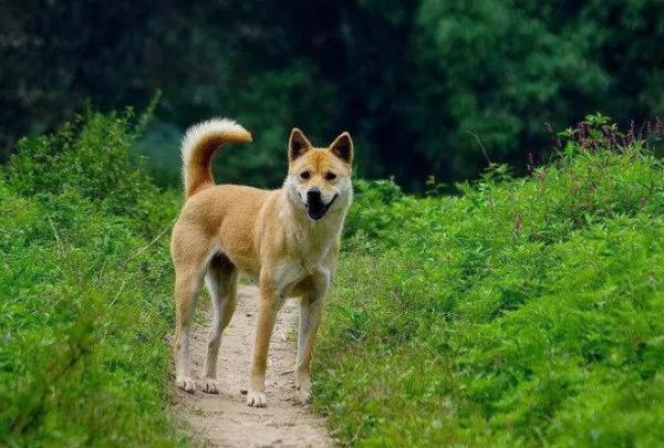 被稱為有“良心”的狗狗,平價又好養 被稱為有“良心”的狗狗,平價又好養