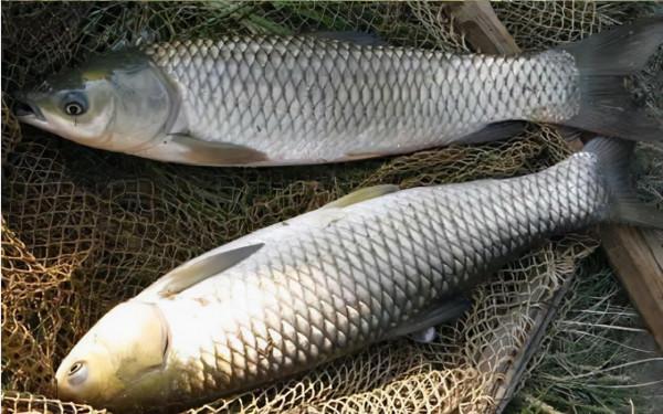 野釣時魚口突然閉停，是什麼原因導致的？如何避開散窩？