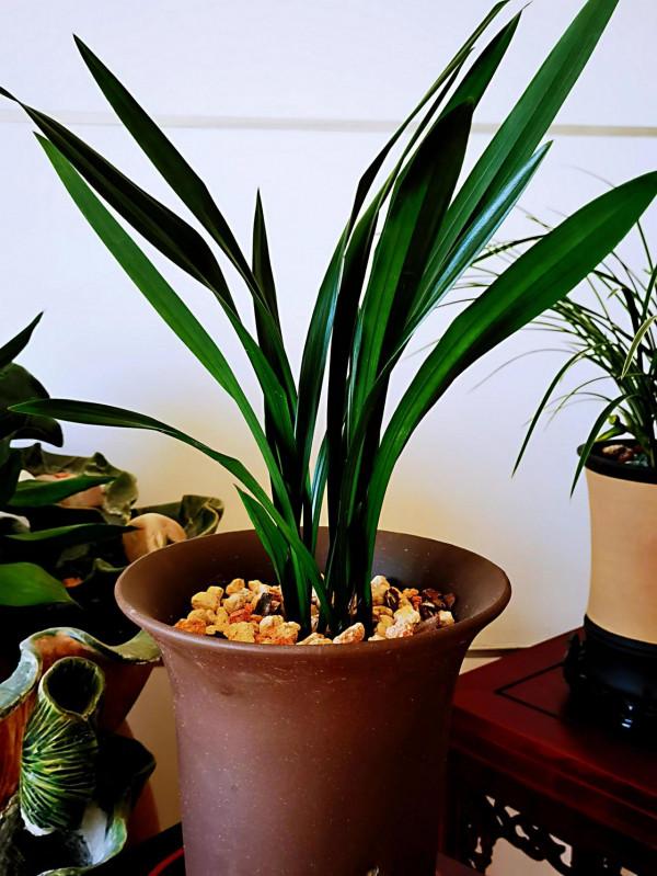 一盆蘭花，一個世界