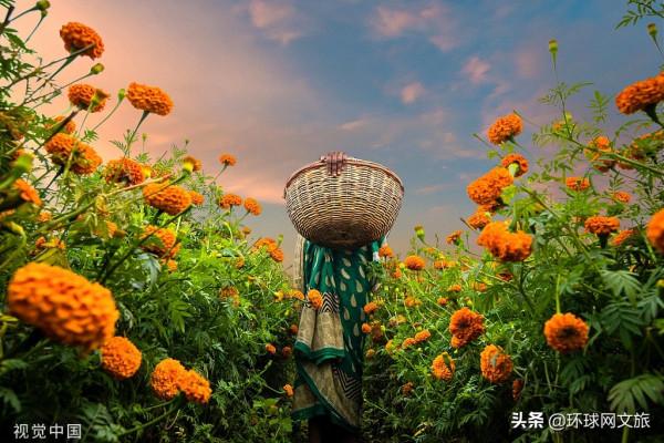 金盞花伴隨印度人每個重要時刻