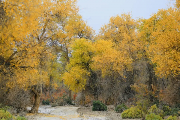 如果一年只能去一次南疆，千萬不要秋天去