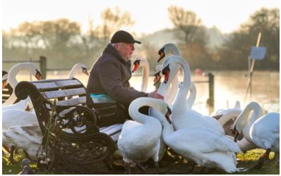 土耳其老爺爺和天鵝有了一段長達37年的友情，天鵝也懂得感恩