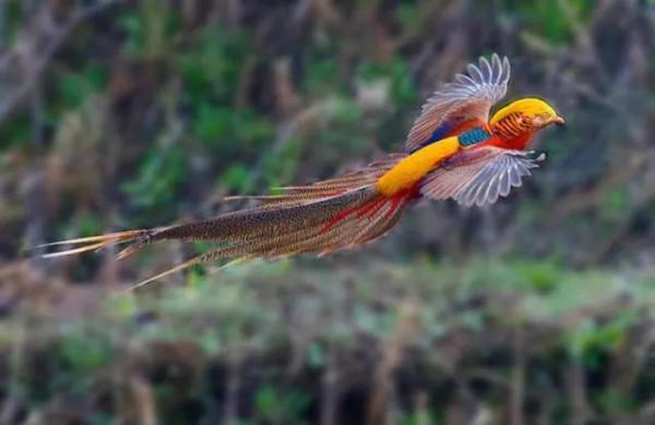 分享&mdash;&mdash;天生麗質的鳥兒