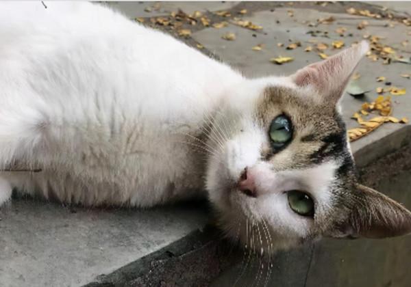 為什麼動物能夠預知死亡？貓會離家出走，象會尋找家族墓冢