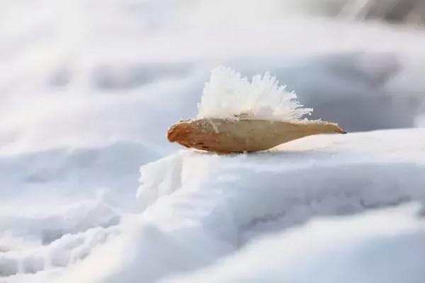 新疆霧凇,這才是完美冬天的開啟方式,真正的冰雪王國... 新疆霧凇,這才是完美冬天的開啟方式,真正的冰雪王國...