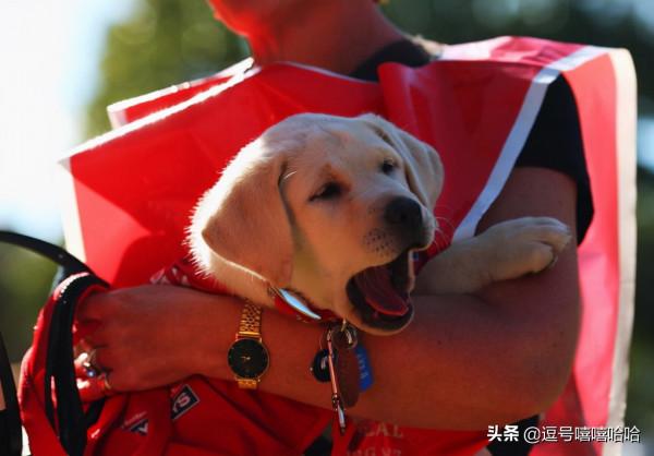 狗狗的這些行為是在告訴你一些資訊 你注意到了嗎？