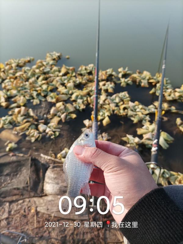 冬季魚類的致命誘惑，更換後果然立竿見影