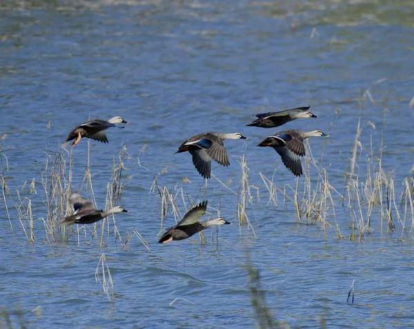 我與斑嘴鴨的情緣