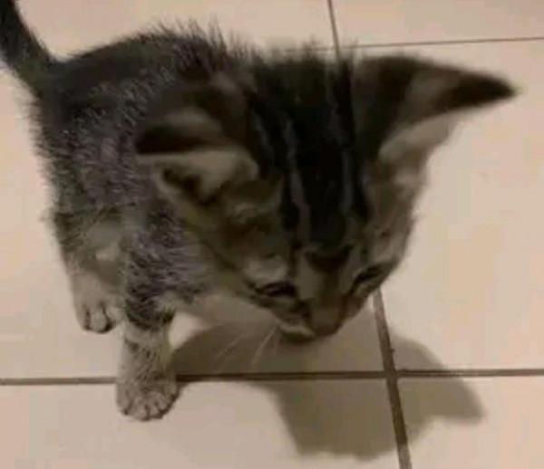 貓媽嫌帶6娃太辛苦,找了個“託兒所”,女孩:你交伙食費了嗎? 貓媽嫌帶6娃太辛苦,找了個“託兒所”,女孩:你交伙食費了嗎?