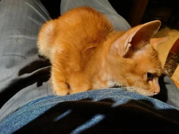 &OpenCurlyDoubleQuote;故宮貓&rdquo;在越秀出沒！收下這份博物館&OpenCurlyDoubleQuote;吸貓&rdquo;指南