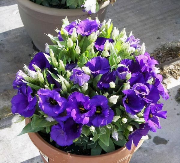 4種花美到“毫無抵抗力”，陽臺養1盆，1次能開幾十朵