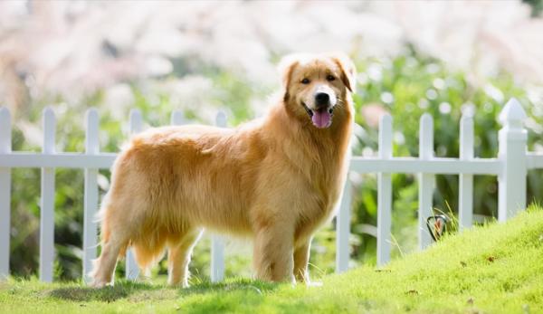 患病後的金毛，出現這些奇怪的行為，讓我心疼不已