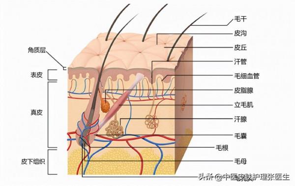 護膚從瞭解面板生物學結構開始 護膚從瞭解面板生物學結構開始