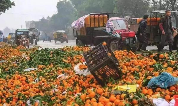 越來越多農民工提前返鄉當農民，大量果樹被砍伐，種地不如打工