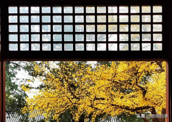 紅螺寺的秋,即使在陰霾的天氣,也是如此金黃燦爛 紅螺寺的秋,即使在陰霾的天氣,也是如此金黃燦爛