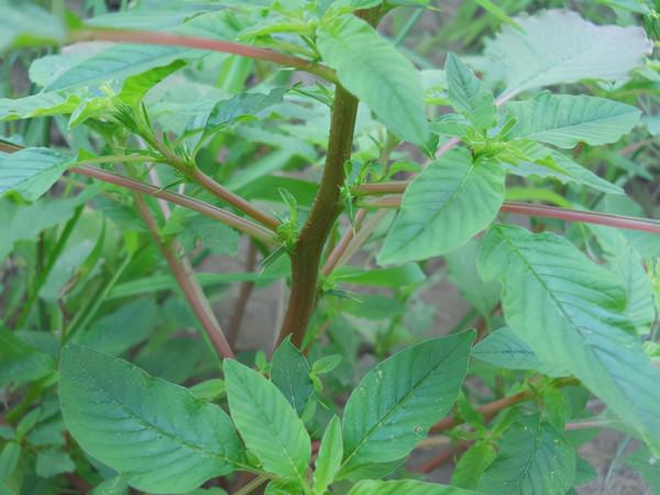 38種路邊的野菜，常常見到但不一定都認識，看你吃過幾種？