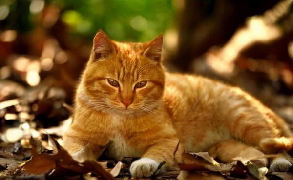 品種溯源識別系列之：中華田園貓