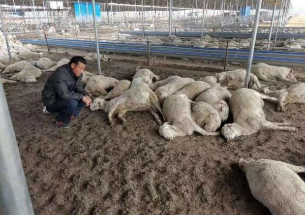 老鄉養的羊突然全部死了,怎麼回事 老鄉養的羊突然全部死了,怎麼回事