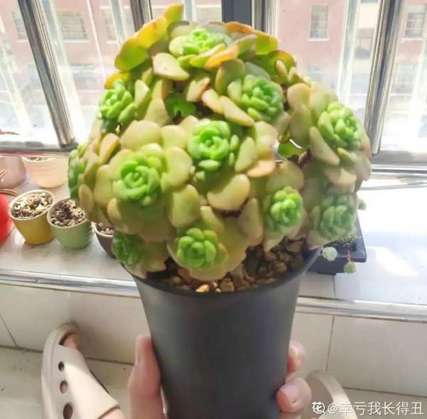 屋裡養盆“香水花”,活脫脫的“活香水”,滿屋香味還特別耐寒 屋裡養盆“香水花”,活脫脫的“活香水”,滿屋香味還特別耐寒