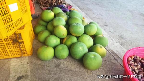 湖南有個老農這幾天在賣一種不能吃的柚子，來看看是怎麼回事？