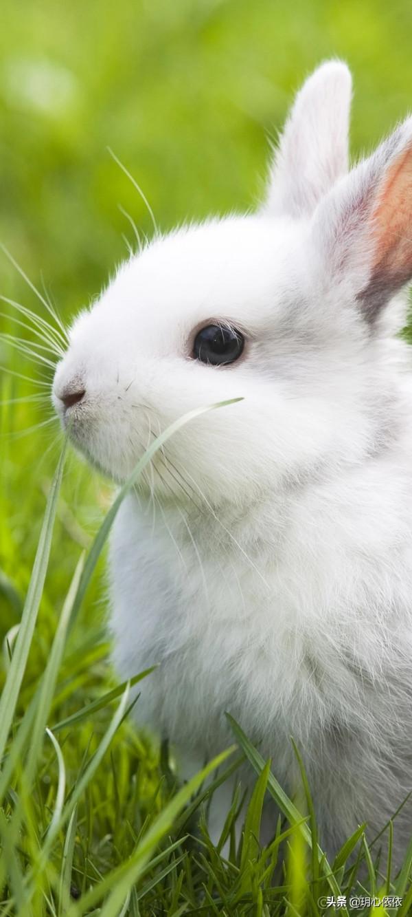 軟糯可愛的小兔兔，毛絨絨治癒力超強