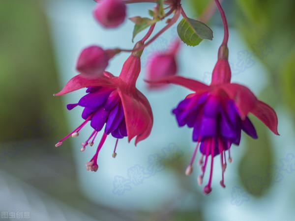 養花多的不一定會養花,但夏天能把3種花養好,絕對是高手 養花多的不一定會養花,但夏天能把3種花養好,絕對是高手
