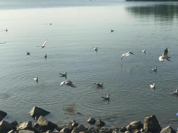 文明觀鳥不要投餵才是對鳥兒的保護