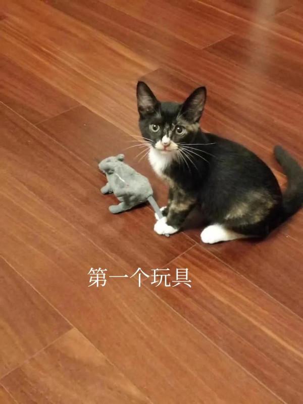 流浪貓選家猶如女子嫁人（上）