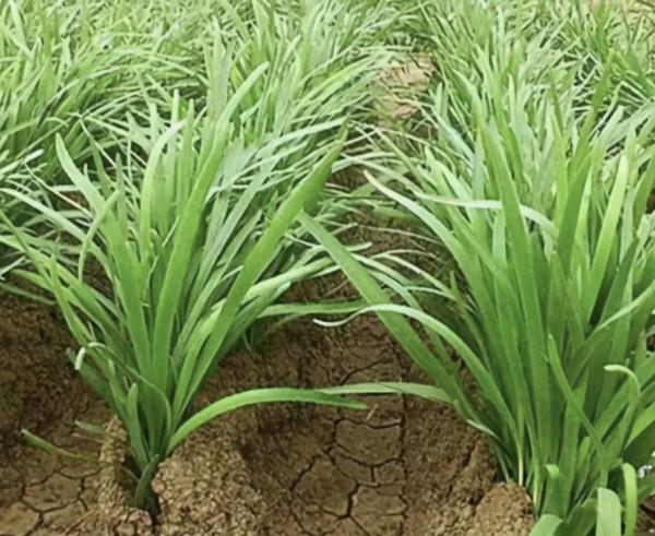 韭菜割後長勢差，做好以下幾點，韭菜定能長得、粗壯而長、產量高