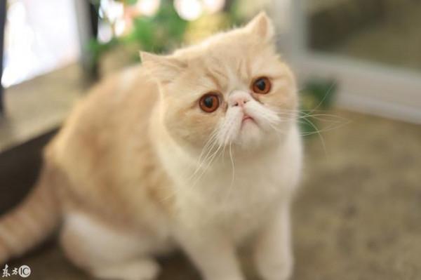 貓咪品種介紹大全！我們應該怎麼選擇適合自己的貓咪？