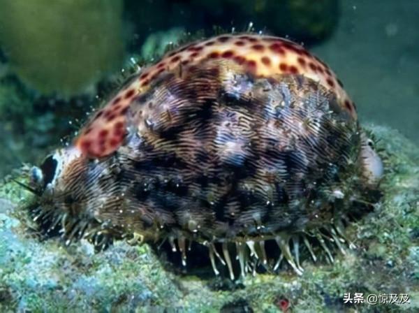 海螺也有國家保護?這幾種稀奇漂亮的海螺不能亂撿亂吃 海螺也有國家保護?這幾種稀奇漂亮的海螺不能亂撿亂吃