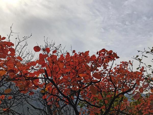 圭峰紅葉遍山,九小時歷程卻讓人驚心 圭峰紅葉遍山,九小時歷程卻讓人驚心