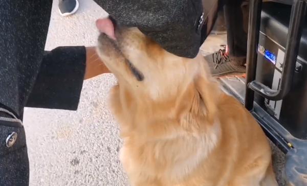 500塊咬人金毛賣狗販,不明真相的狗狗因信任主人,狗市裡撒歡 500塊咬人金毛賣狗販,不明真相的狗狗因信任主人,狗市裡撒歡