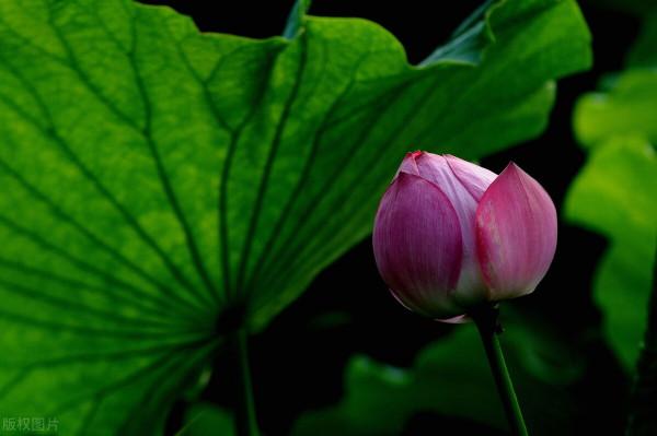 人生，學會悟道，心態也就好了