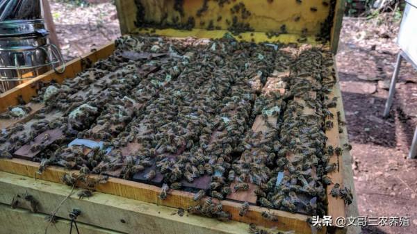 應蜂友要求:我把養蜂1群1年繁殖成50群經驗分享給大家 應蜂友要求:我把養蜂1群1年繁殖成50群經驗分享給大家