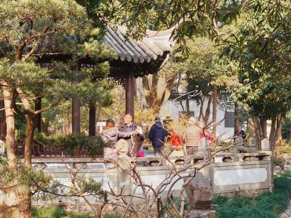 上海嘉定有一處著名古典園林,已有近500年曆史,還是國家4A景區 上海嘉定有一處著名古典園林,已有近500年曆史,還是國家4A景區