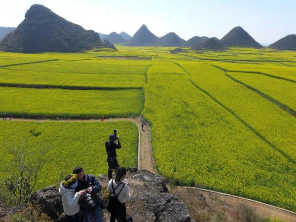 我對羅平的油菜花似乎也有&OpenCurlyDoubleQuote;七年之癢&rdquo;