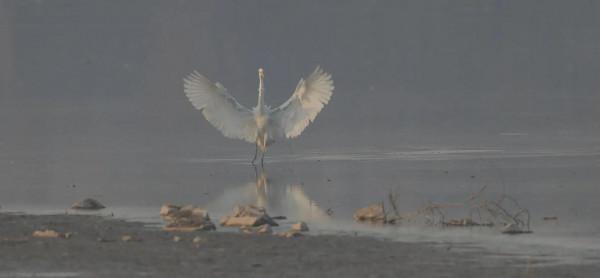 蹲守山西汾河拍國保候鳥(1) 蹲守山西汾河拍國保候鳥(1)