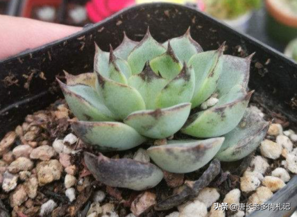 多肉隔著塑膠袋曬太陽？肯定不行！不過有時塑膠袋對多肉有小妙用