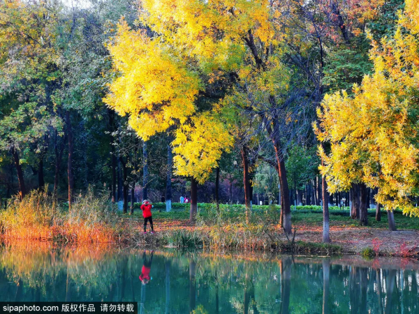 準備打卡！北京這些地方已經美成畫！最新彩葉實拍→